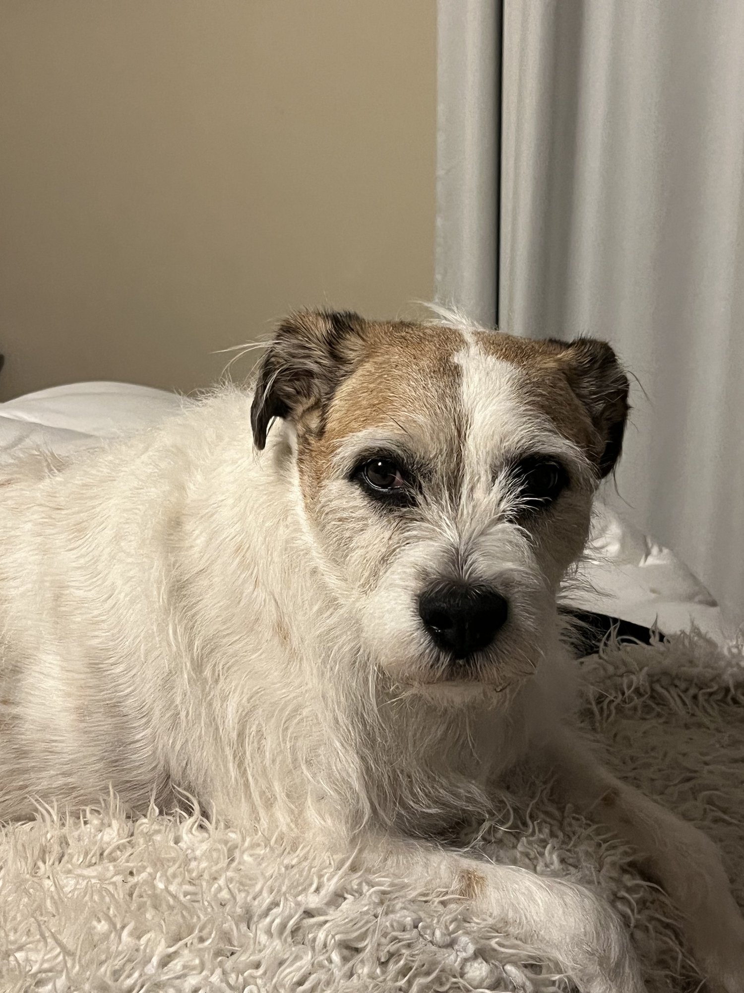 Bella Girl
