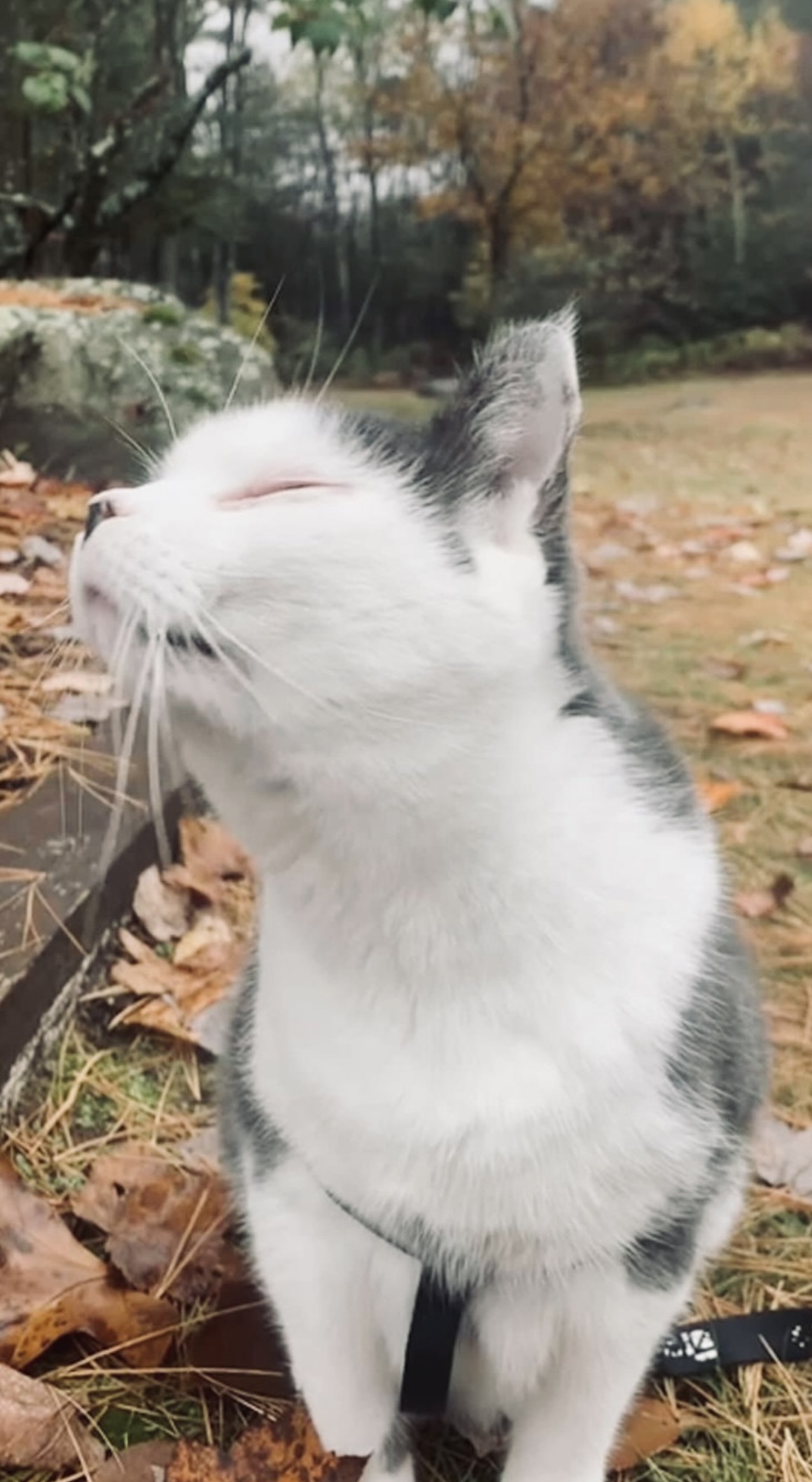 Toto Tornado Kitten
